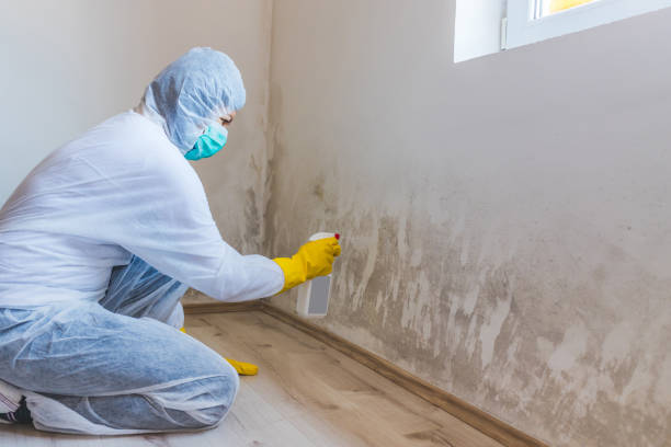 Licensed Mold Remediation service in New York, NY - 24 Hour Mold Removal